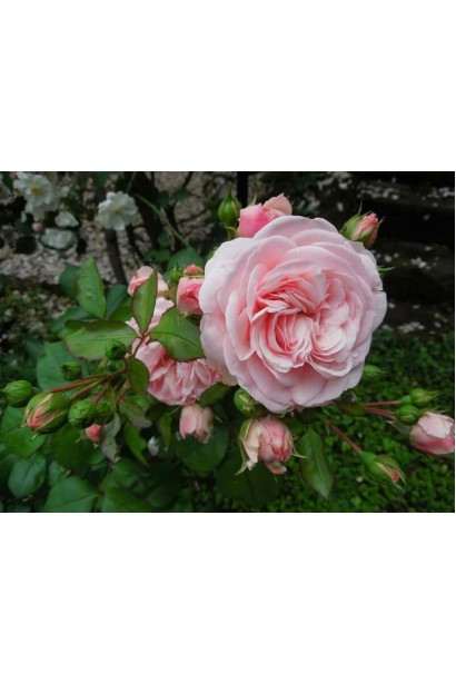 Троянда Марія Терезія під зріз